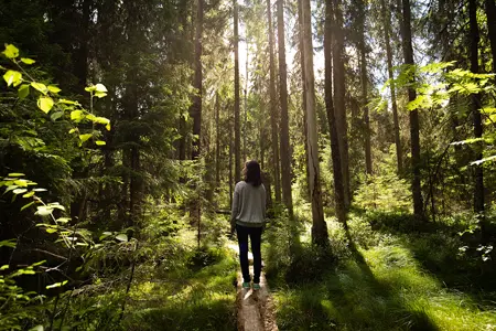 Expo 2025 Osaka: Finland's Forest-Based Bioeconomy